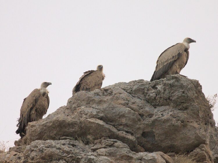 El buitre leonado es la especie principal del estudio del Refugio de Rapaces de Montejo (FOTO: CARLOS CANO-BARBACIL)