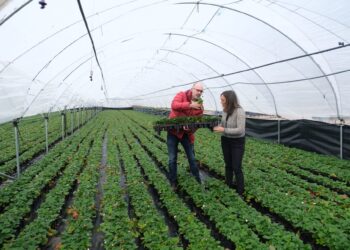 González Corral visita un vivero de fresas durante su visita a Chañe.
