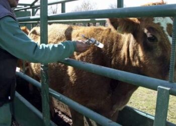 Veterinario vacunando a una vaca./ E.A.