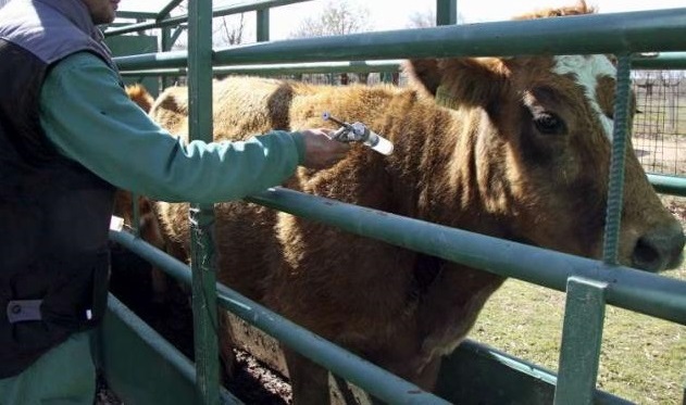 Veterinario vacunando a una vaca./ E.A.