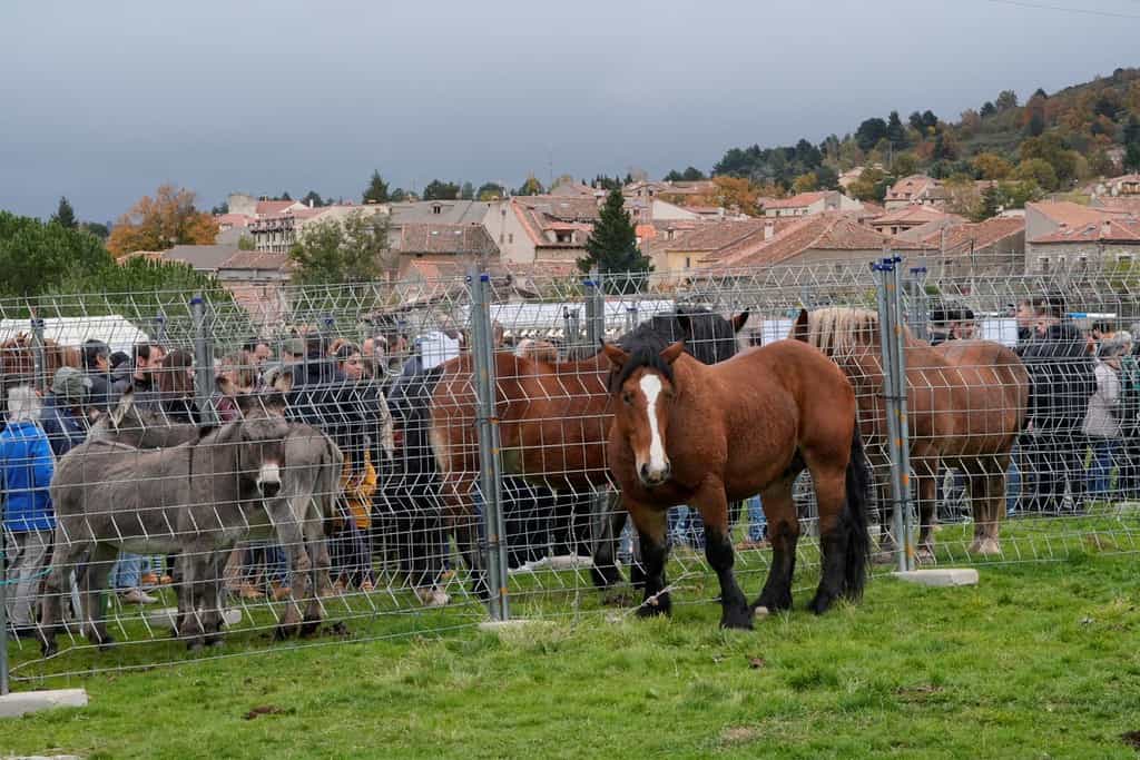 Algunas de las cabezas de ganado que pudieron verse en el evento.