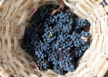 Vendimia en las bodegas Emilio Moro. / E.A.