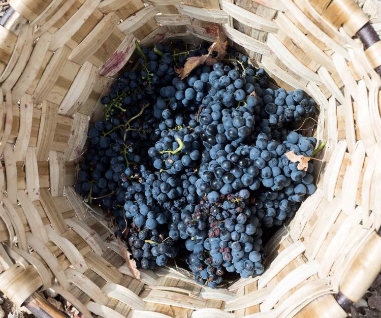 Vendimia en las bodegas Emilio Moro. / E.A.