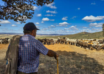 La Junta abona un nuevo anticipo de la PAC con ayudas de 90,6 millones de euros 3 63 millones de euros van dirigidos a ayudas a la ganadería y 27,6 a desarrollo rural. / David Arranz