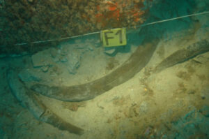 Defensas de elefante, de marfil, en el yacimiento de Bajo de la Campana, en la provincia de Murcia.