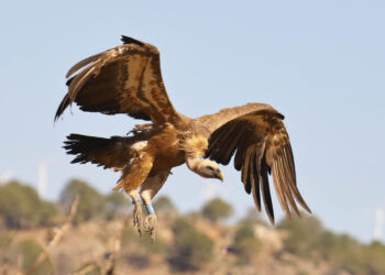 Buitre leonado anillado en el Refugio de Montejo de la Vega de la Serrezuela. / MIGUEL ÁNGEL DOMÍNGUEZ GALÁN