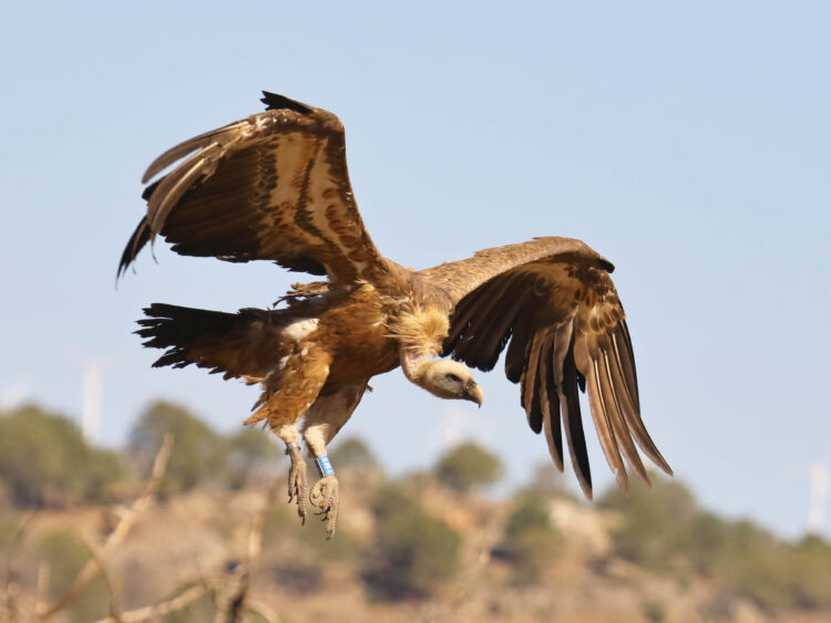 Buitre leonado anillado en el Refugio de Montejo de la Vega de la Serrezuela. / MIGUEL ÁNGEL DOMÍNGUEZ GALÁN