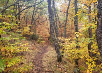 Hayedo de la Pedrosa