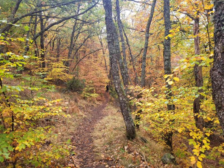 Una mujer herida rechaza el traslado al hospital después de ser rescatada en el hayedo de la Pedrosa 1 Hayedo de la Pedrosa