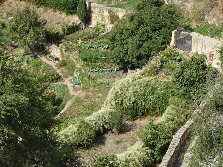 Sale adelante la propuesta para crear una Red de huertos escolares 1 Huertos en la zona de la Hontanilla. / ROCÍO PARDOS