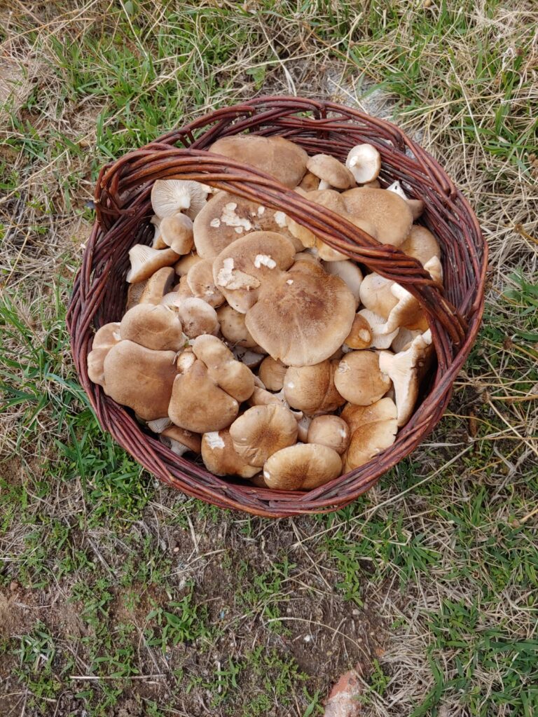 La provincia cierra uno de sus mejores puentes con un 95% de ocupación turísitica 2 Las setas son un importante reclamo otoñal.