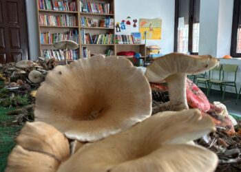 Exposición de setas en la biblioteca de Yanguas de Eresma. / Carmen Pérez