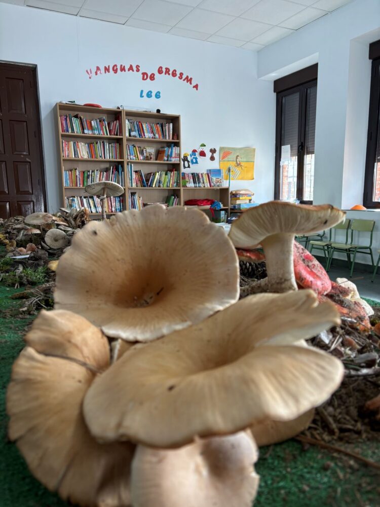 Exposición de setas en la biblioteca de Yanguas de Eresma. / Carmen Pérez
