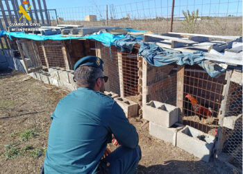 La Guardia Civil investiga a dos vecinos de Cuéllar por un presunto delito de maltrato animal / GUARDIA CIVIL