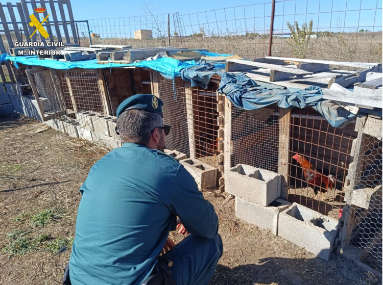 La Guardia Civil investiga a dos vecinos de Cuéllar por un presunto delito de maltrato animal 1 La Guardia Civil investiga a dos vecinos de Cuéllar por un presunto delito de maltrato animal / GUARDIA CIVIL