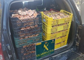 La Guardia Civil incauta en la misma semana 141 kilos de níscalos / GUARDIA CIVIL