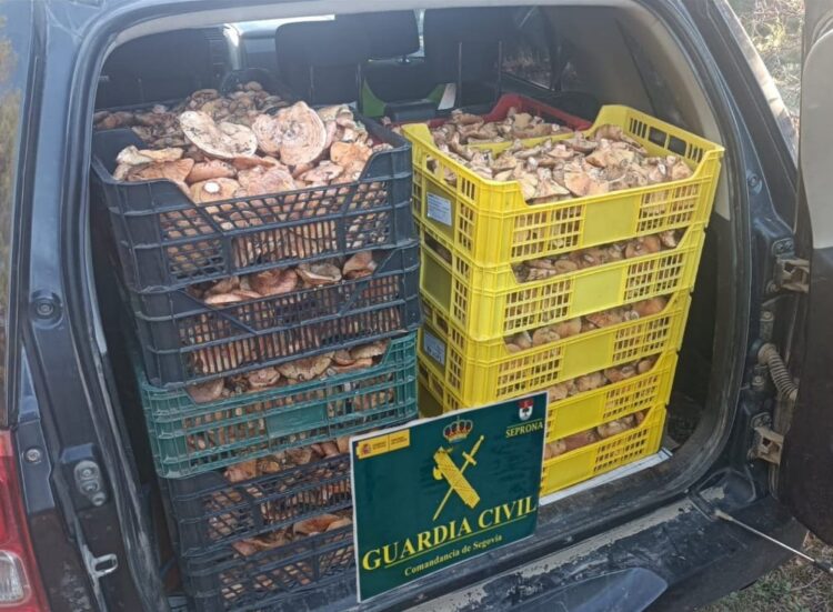 Incautados en la misma semana 141 kilos de níscalos recogidos ilegalmente en los montes de Ayllón 1 La Guardia Civil incauta en la misma semana 141 kilos de níscalos / GUARDIA CIVIL