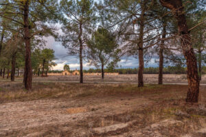 Vista de los pinares.