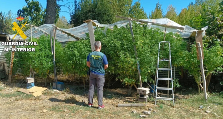 Desmantelada la mayor plantación de marihuana en Ávila con cuatro detenidos 1 La operación “Spinello Verde” se inició en septiembre de este año.