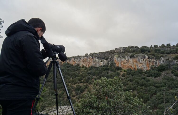 La nueva edición del censo de aves en las Hoces del río Riaza reunirá a más de 80 naturalistas 1 Ornitólogo avistando aves / E.A.
