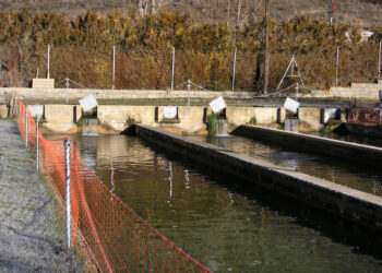 Estanques en una piscifactoría.