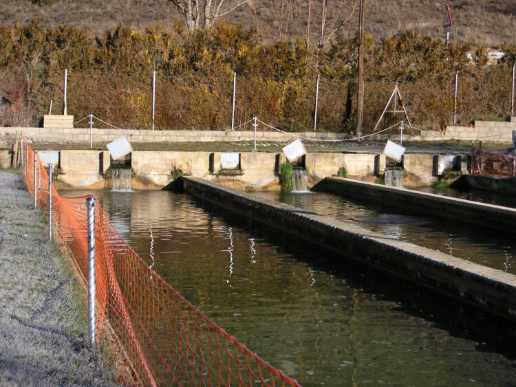 Estanques en una piscifactoría.