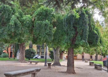 La sofora seleccionada.