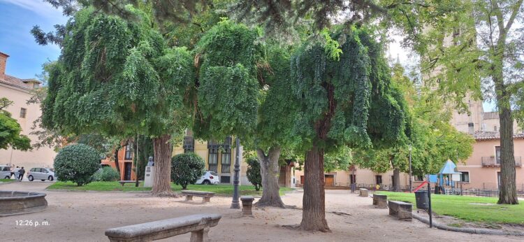 La sófora de la Merced es candidata a Árbol del Año 1 La sofora seleccionada.