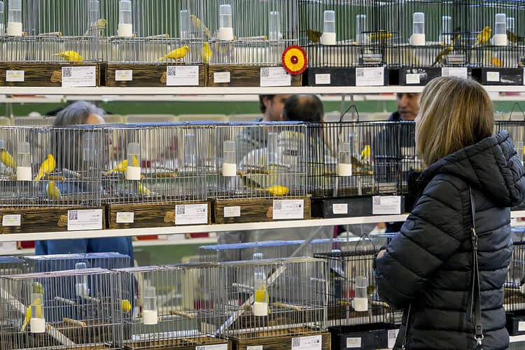 Valsaín acoge el Concurso exposición de canaricultura y ornitologia deportiva Feorcale 1 valsain