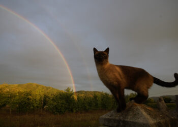La Aemet prevé que este invierno, que comienza el sábado a las 10:21, será cálido y seco. / César Sánchez