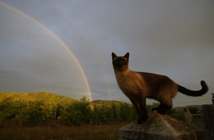 La Aemet prevé que este invierno, que comienza el sábado a las 10:21, será cálido y seco. / César Sánchez