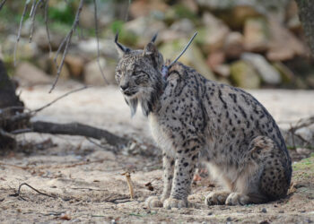Al principio estarán en semilibertad, y se favorecerá que poco a poco lleguen a la libertad total. / JCYL