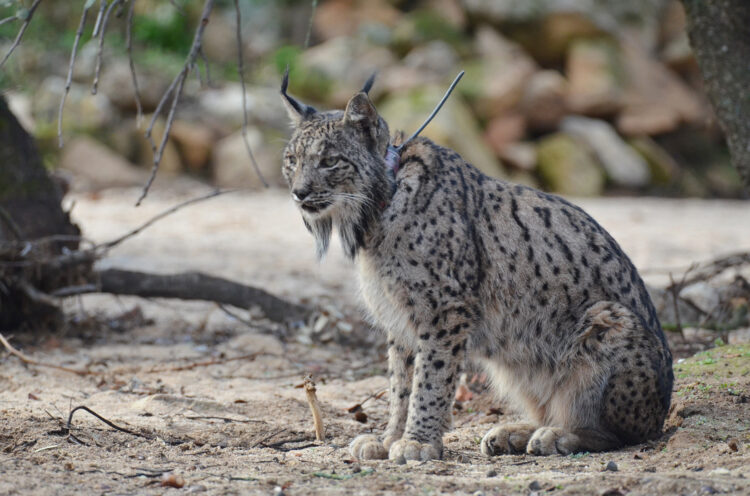 El Cerrato palentino recibirá seis linces ibéricos en 2025 1 Al principio estarán en semilibertad, y se favorecerá que poco a poco lleguen a la libertad total. / JCYL