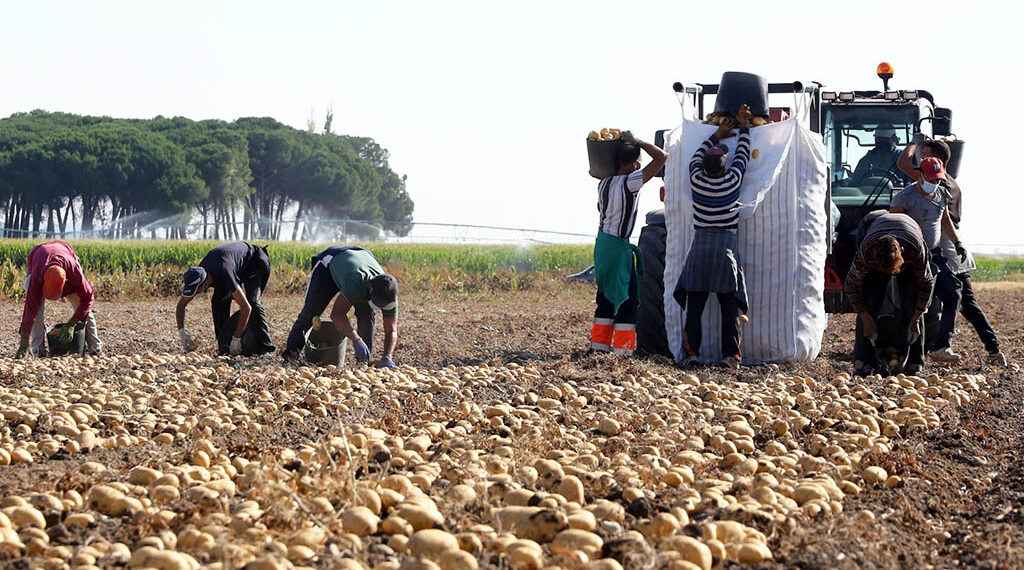Más de 900 extranjeros participan en la temporada de recolección de la provincia 2 Trabajadores temporeros recolectando en el campo. / ICAL