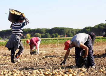 Trabajadores temporeros recolectando en el campo segoviano. / ICAL