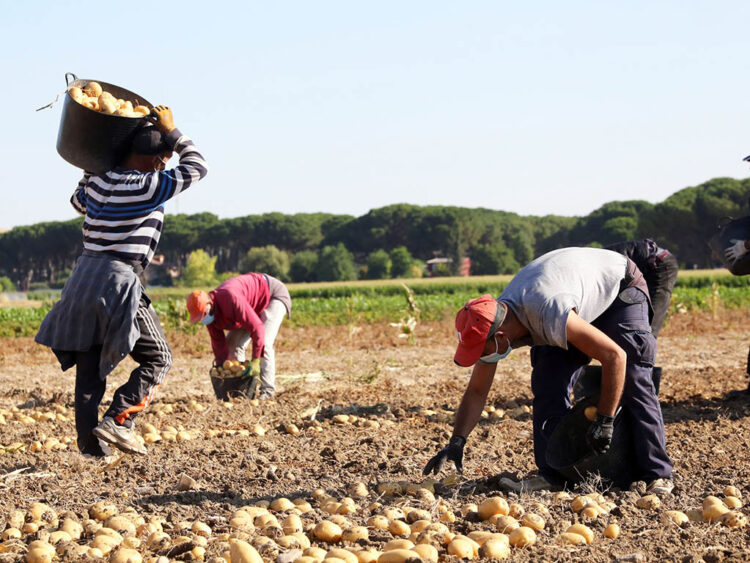 Más de 900 extranjeros participan en la temporada de recolección de la provincia 1 Trabajadores temporeros recolectando en el campo segoviano. / ICAL