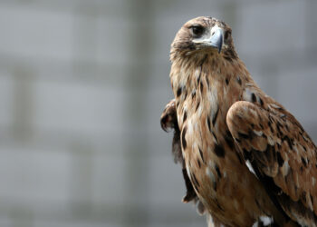 La provincia de Segovia cuenta con 51 zonas donde habita el Aquila adalberti. / Eduardo Margareto