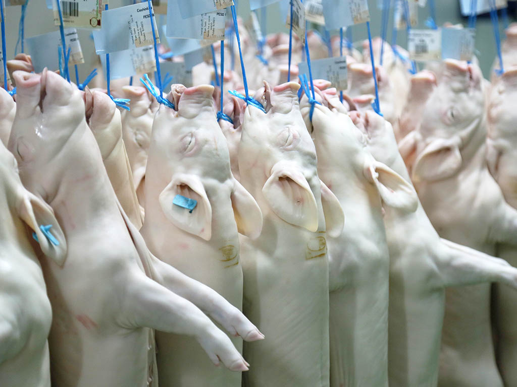 Cochinillos, preparados para el consumo. / ICAL - EDUARDO MARGARETO