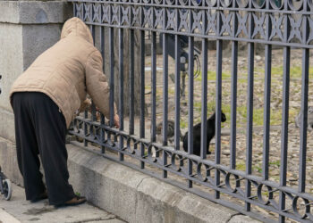 Colonia felina en el entorno de la Catedral de Segovia. / EL ADELANTADO