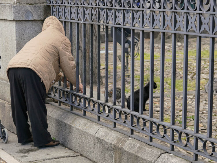 Colonia felina en el entorno de la Catedral de Segovia. / EL ADELANTADO