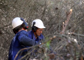 Foto de archivo. Tratamientos selvícolas para prevenir incendios / MIRIAM CHACÓN - ICAL