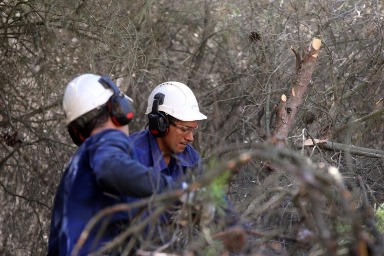 Foto de archivo. Tratamientos selvícolas para prevenir incendios / MIRIAM CHACÓN - ICAL
