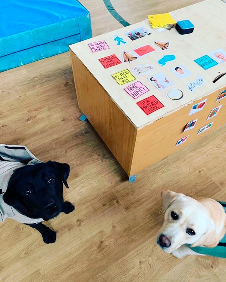 Las terapias con perros en el HUBU continuarán este año gracias a las aportaciones solidarias 1 El proyecto “Vitaminas de 4 patas” ofrece terapias a niños en el hospital.