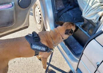 Un perro de la Guardia Civil comprueba un vehículo durante un control de drogas. / GUARDIA CIVIL - MINISTERIO DEL INTERIOR