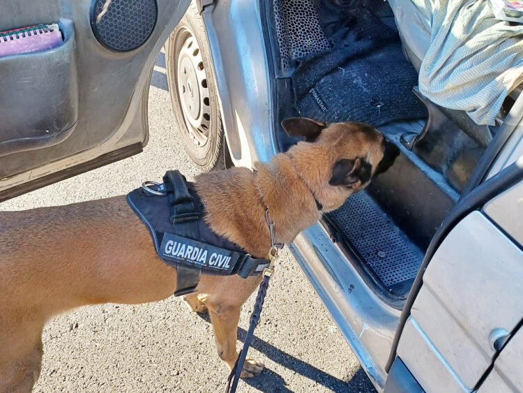 Dos detenidos en Segovia por portar marihuana y cocaína en el interior de su vehículo 1 Un perro de la Guardia Civil comprueba un vehículo durante un control de drogas. / GUARDIA CIVIL - MINISTERIO DEL INTERIOR