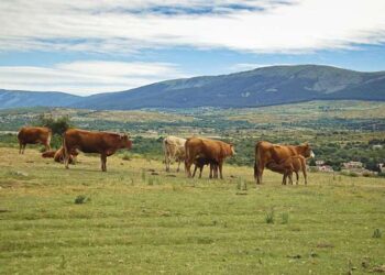 Cabezas de ganado en un prado de la comunidad.