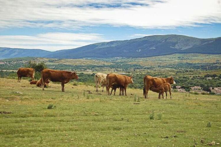 Agricultores, en contra de una iniciativa que limita la ganadería en zonas de viñedo 1 Cabezas de ganado en un prado de la comunidad.