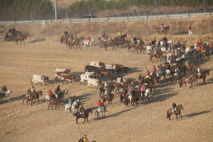 Encierros de Cuéllar / E.A.