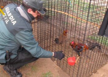 Hallan un total de 136 ejemplares de esta especie en jaulas y recintos vallados.