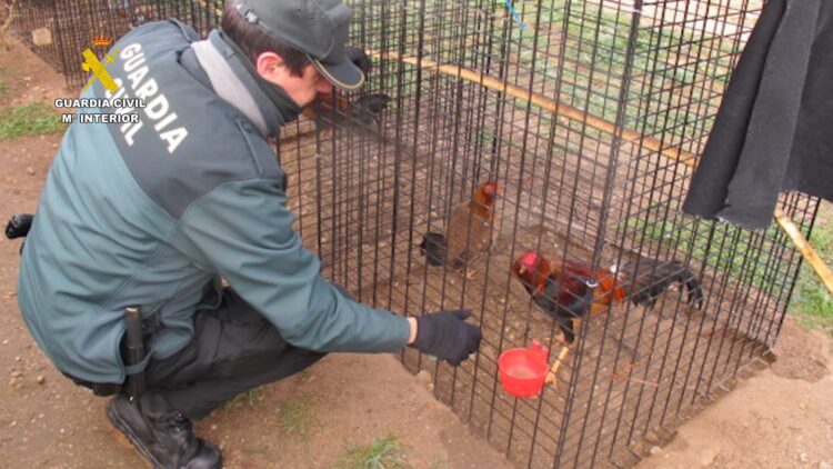 La Guardia Civil localiza en Tudela de Duero (Valladolid) un criadero ilegal de gallo combatiente español 1 Hallan un total de 136 ejemplares de esta especie en jaulas y recintos vallados.